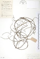 無根草藏品圖，第1張