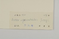 山白蘭藏品圖，第3張