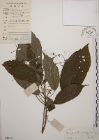 大青藏品圖，第1張