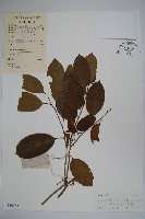 細果鐵冬青藏品圖，第1張