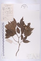 華杜英藏品圖，第1張