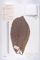 大花五椏果藏品圖，第1張