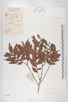 軟毛柿藏品圖，第1張