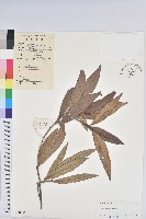 山地五月茶藏品圖，第1張