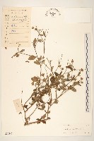 嶺南野菊藏品圖，第1張