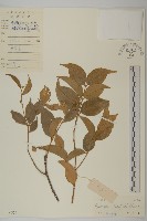 大丁黃藏品圖，第1張