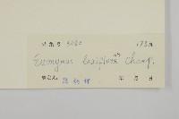 大丁黃藏品圖，第3張