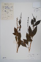 狹葉釣粉草藏品圖，第1張