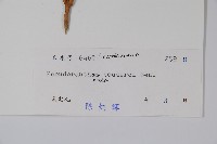 狹葉釣粉草藏品圖，第2張