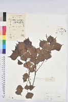 烏臼藏品圖，第1張