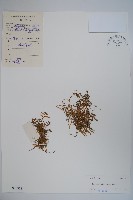 半邊蓮、鐮磨仔草藏品圖，第1張