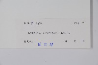 半邊蓮、鐮磨仔草藏品圖，第2張