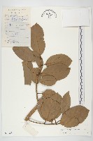 九來龍藏品圖，第1張