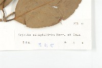 九來龍藏品圖，第3張