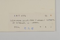 多莢草藏品圖，第3張