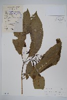 蘿芙木藏品圖，第1張