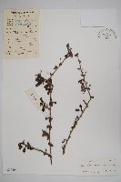 小葉厚殼樹、基及樹藏品圖，第1張