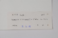 小葉厚殼樹、基及樹藏品圖，第2張