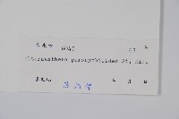 匙葉蓮子草藏品圖，第2張