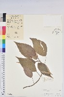 威氏鐵莧藏品圖，第1張