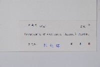 狗牙花藏品圖，第2張