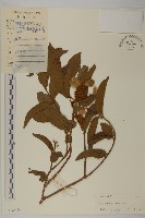 長毛風車子藏品圖，第1張