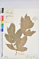 登錄號:S030409藏品圖，第1張