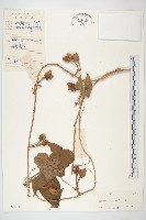 夜花薯藤藏品圖，第1張