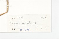 夜花薯藤藏品圖，第3張