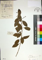 苦林盤藏品圖，第1張