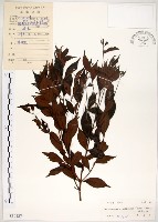 十子木、加入舅藏品圖，第1張