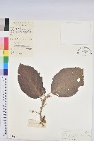 白桐樹藏品圖，第1張