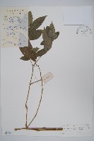 黃瓊草藏品圖，第1張