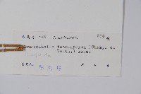 黃瓊草藏品圖，第2張