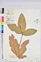 疏齒巴豆藏品圖，第1張