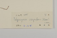 白鼓釘藏品圖，第3張