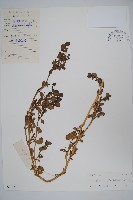 假海馬齒藏品圖，第1張