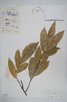 登錄號:S030455藏品圖，第1張