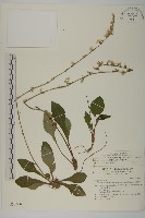 臺灣鬼督郵藏品圖，第1張