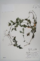 曲莖馬藍藏品圖，第1張