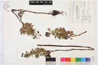 兒島氏草烏藏品圖，第1張