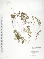 玉山金絲桃藏品圖，第1張