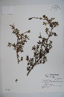 川上氏忍冬藏品圖，第1張