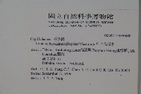 川上氏忍冬藏品圖，第2張