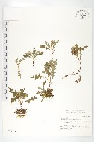 關山青木香藏品圖，第1張