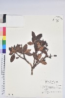 玉山杜鵑藏品圖，第1張