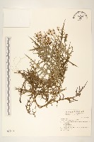 玉山黃菀藏品圖，第1張