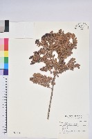 高山越橘藏品圖，第1張