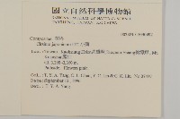 紫花阿里山薊藏品圖，第2張