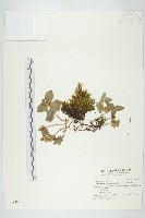 穗花八寶藏品圖，第1張